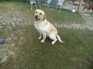 Olina Labrador Hündin