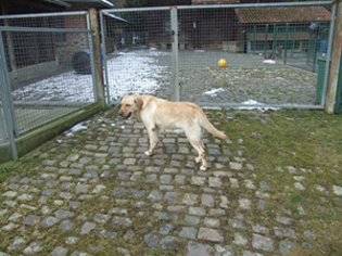 Olina Labrador Hündin