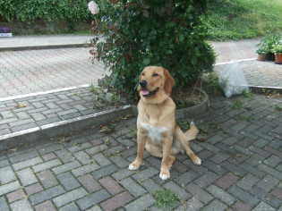 Jungrüde Sam